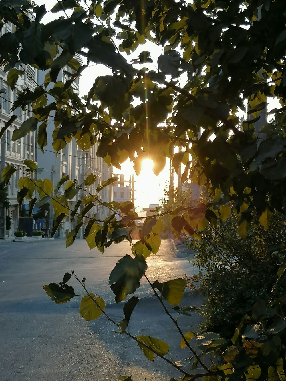 green leaves tree during sunset