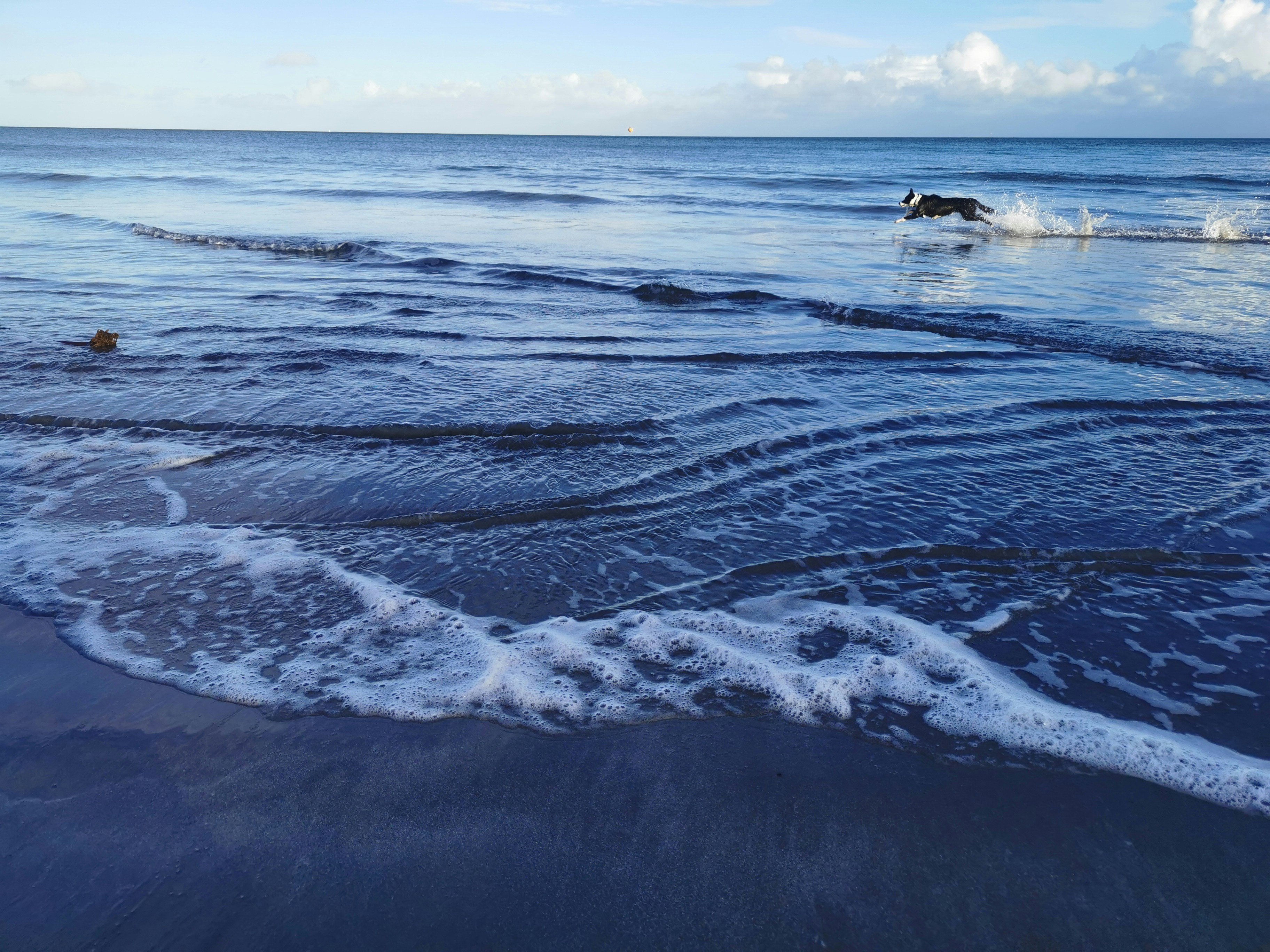 Ocean Breeze Dog Food