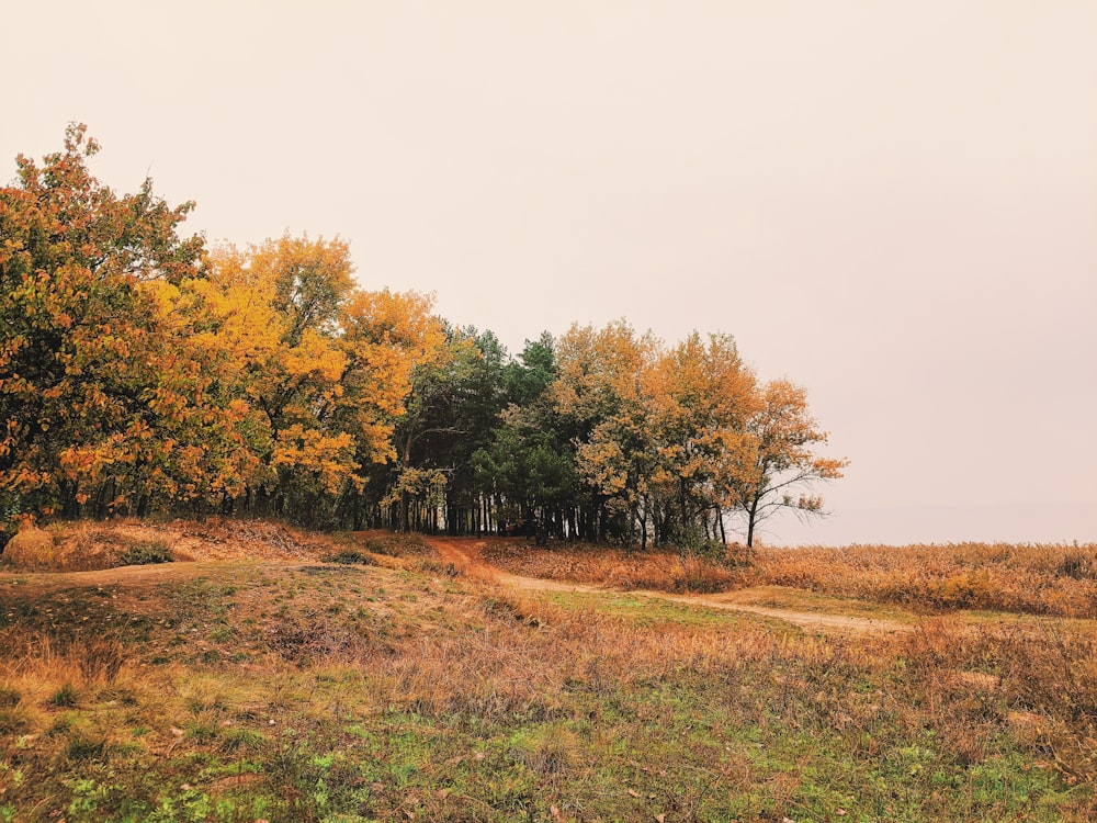 green and brown trees on brown grass field during daytime