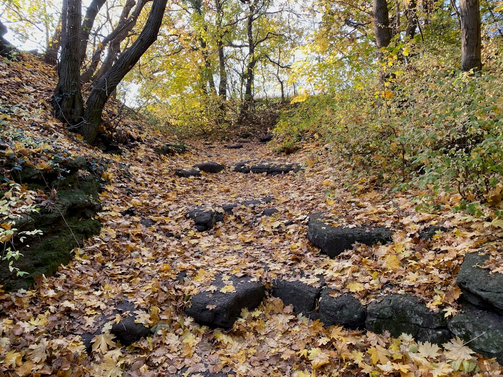 green trees and brown leaves on ground during daytime