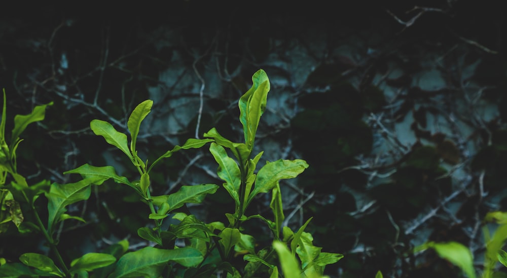 green leaves in close up photography