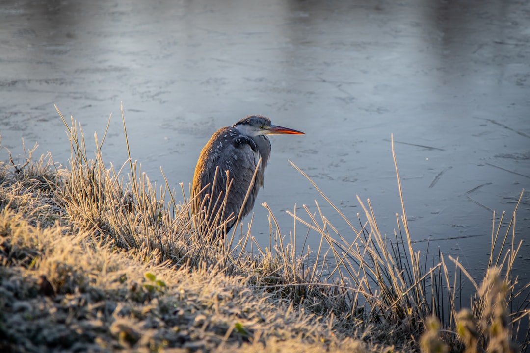 brown bird on green grass near body of water during daytime