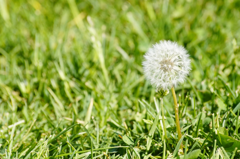 white dandelion on green grass field during daytime