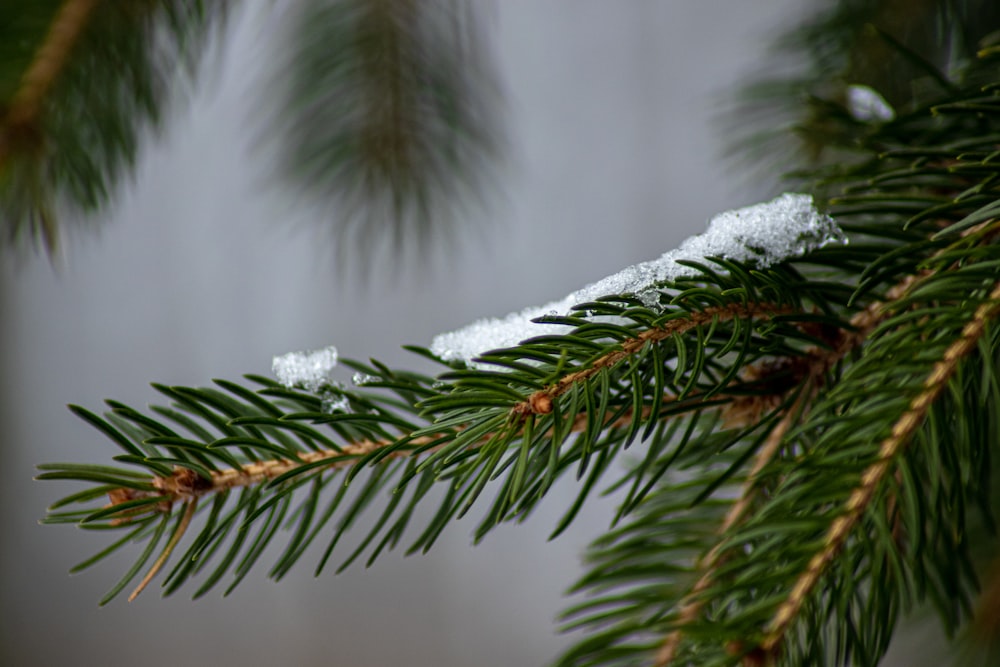 pinheiro verde coberto com neve