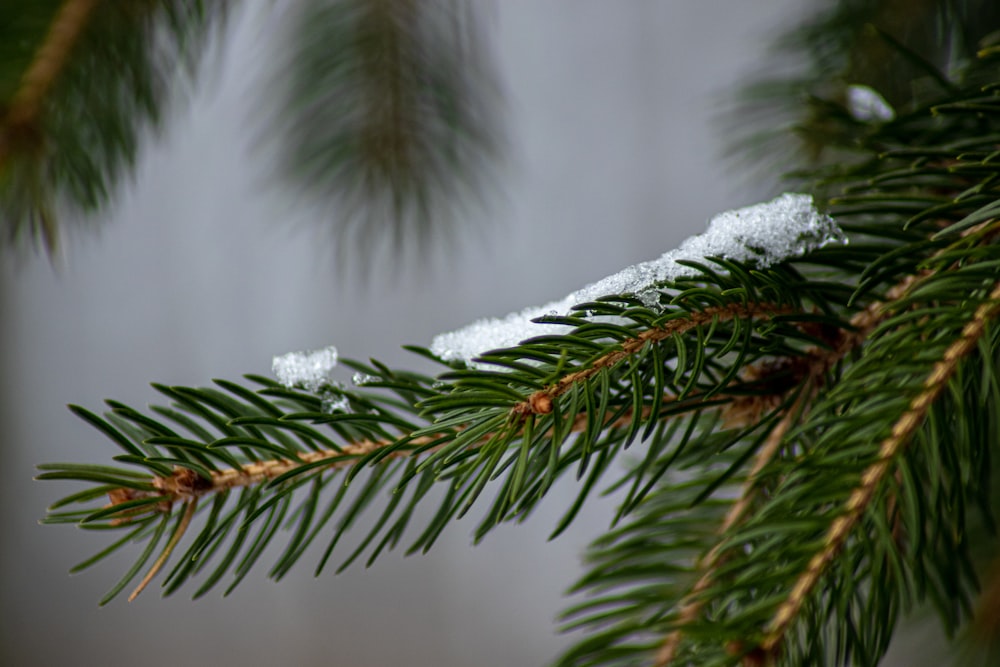 green pine tree covered with snow