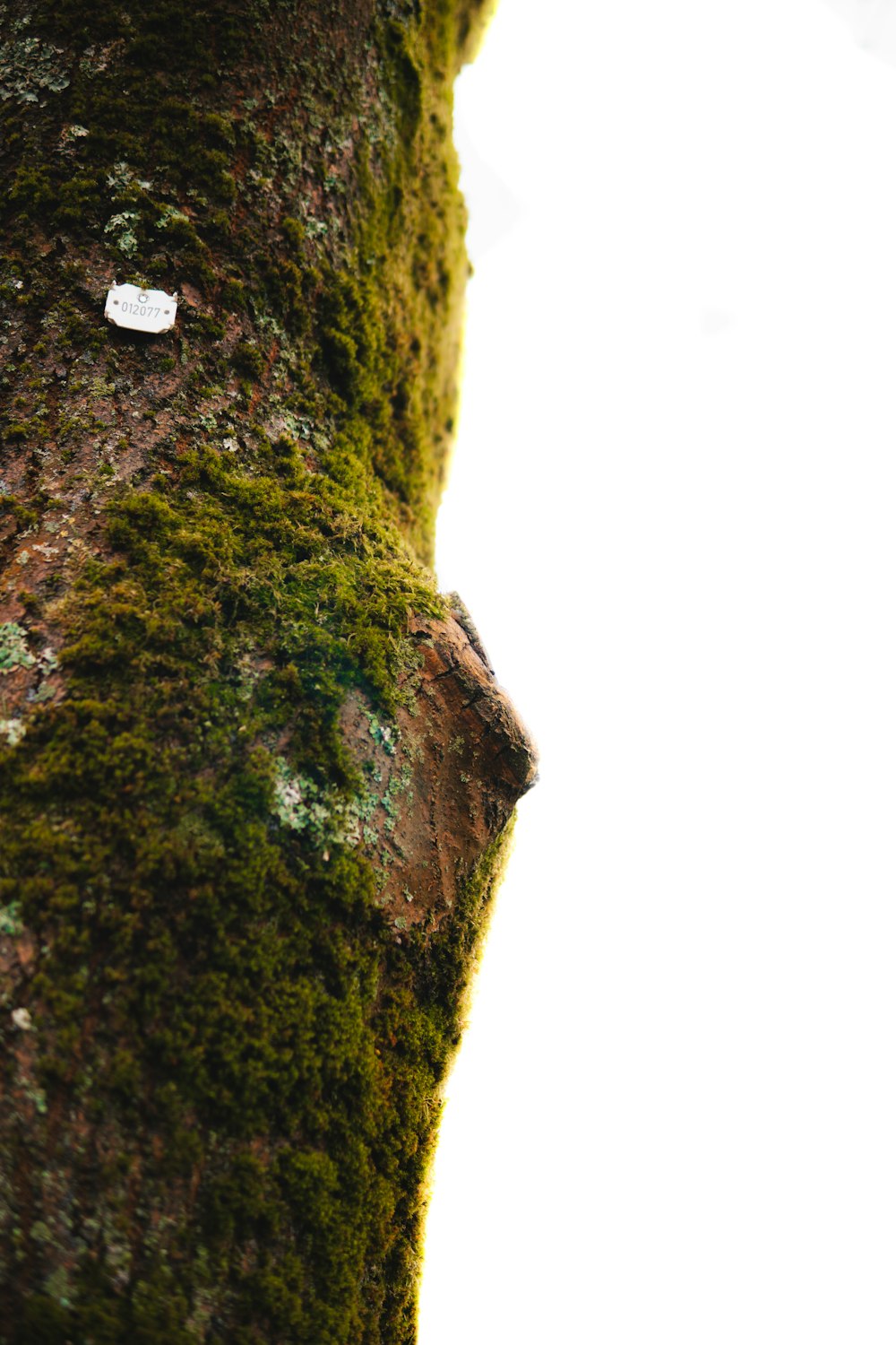 green moss on brown tree trunk