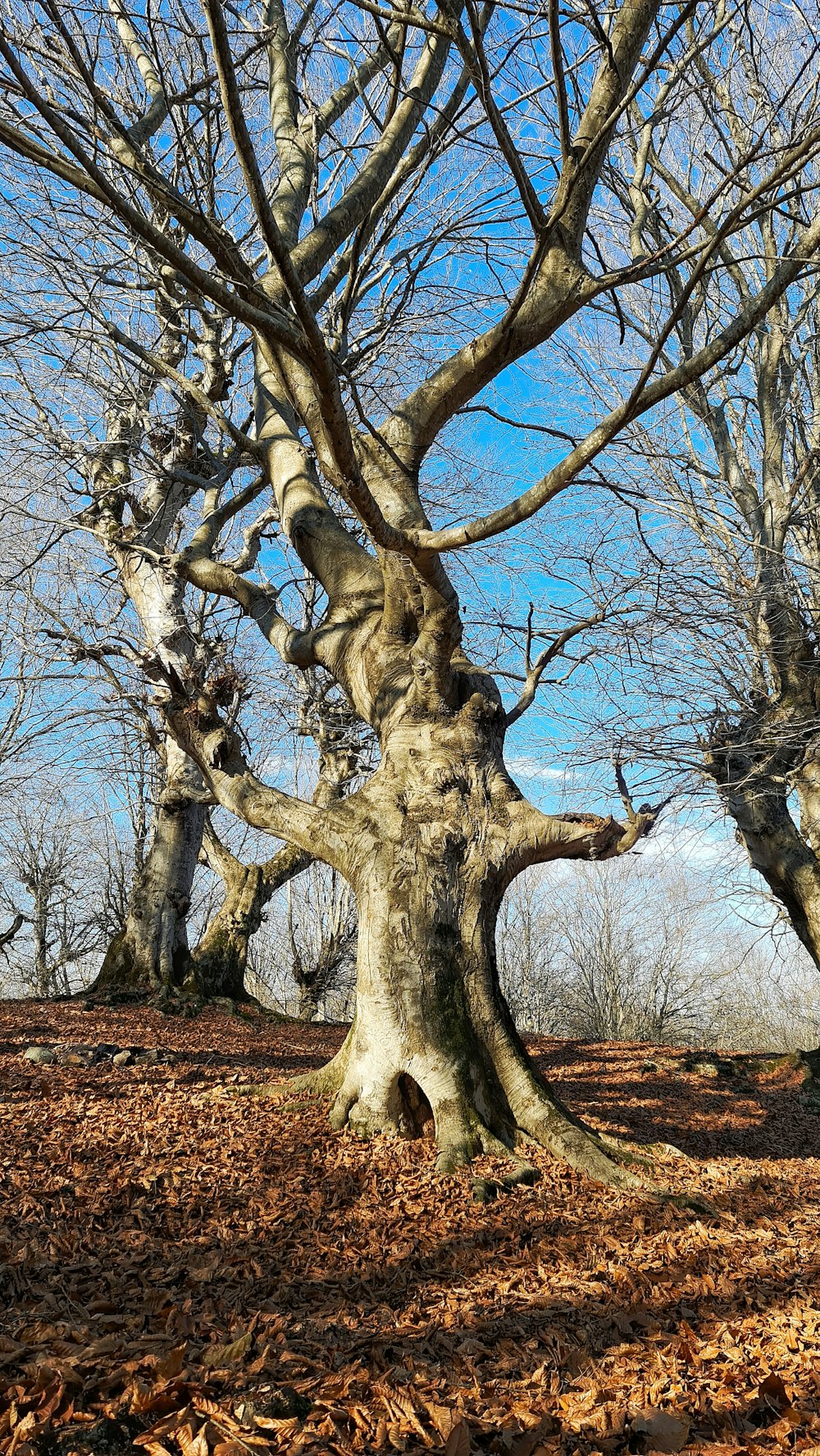 brown leafless tree on brown field