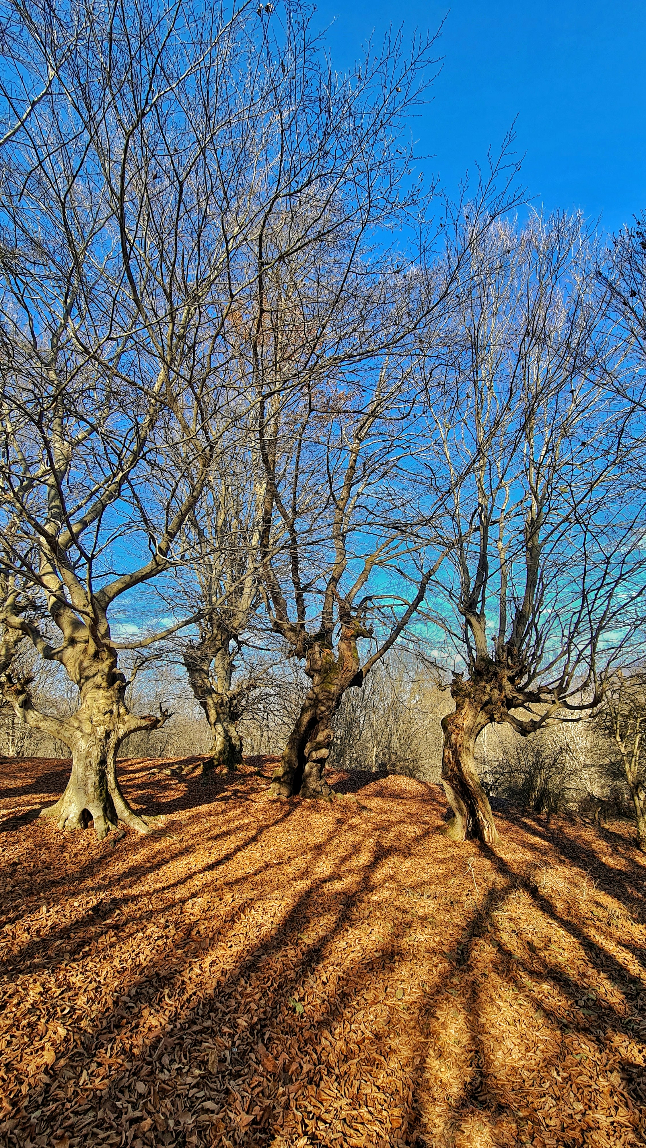 Photo by shafagh58