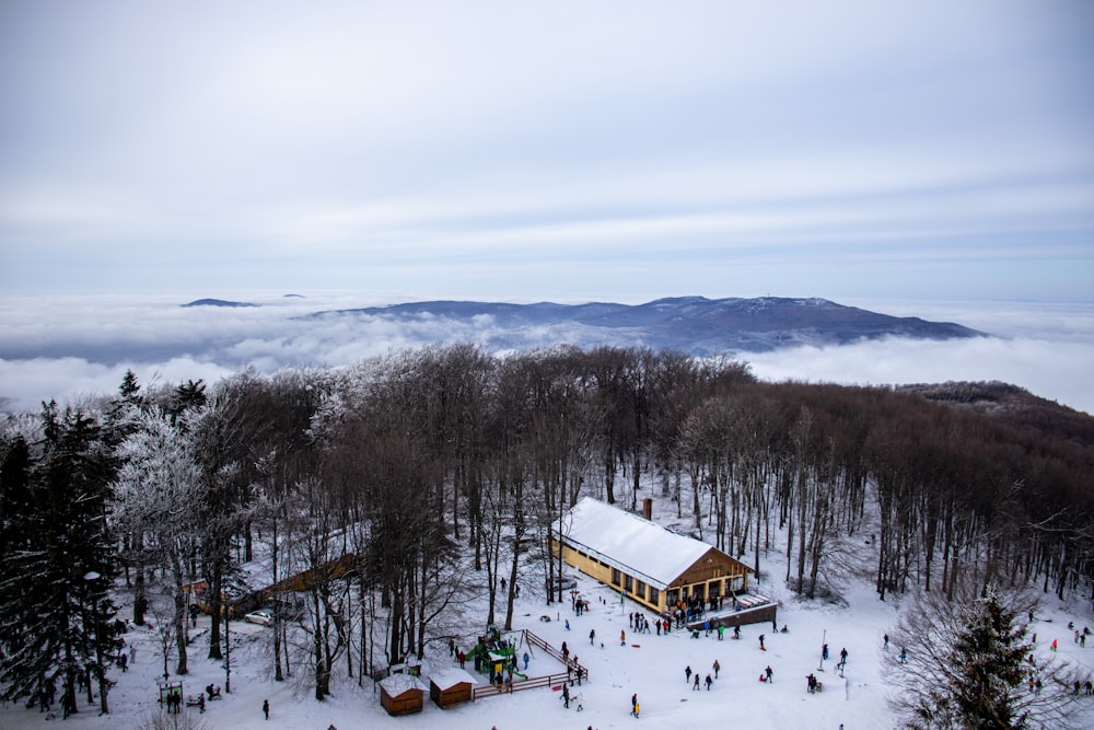 green trees on snow covered ground during daytime