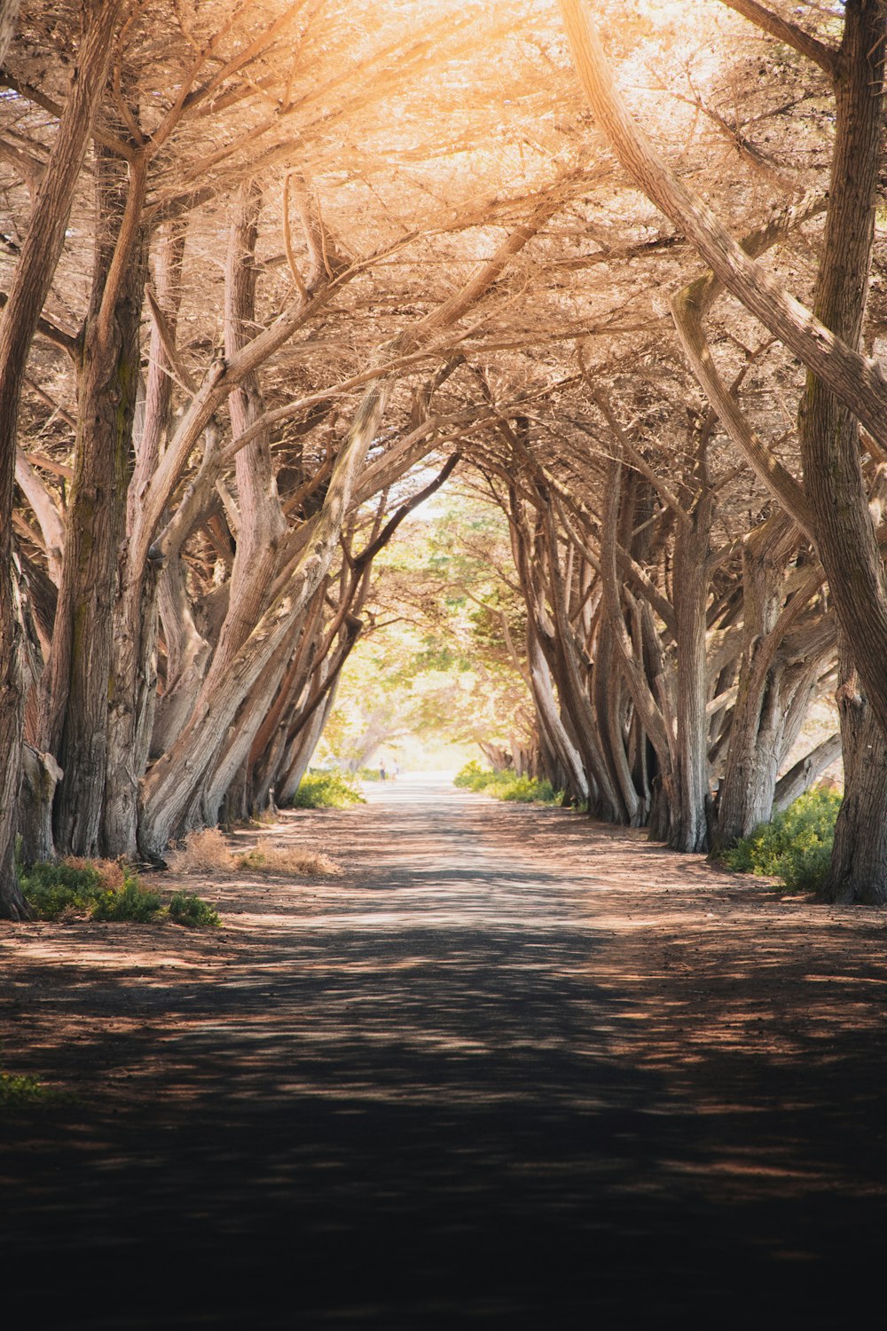 Arbres bruns sur sol brun