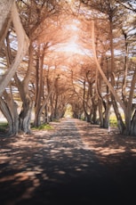 brown trees on brown soil during daytime