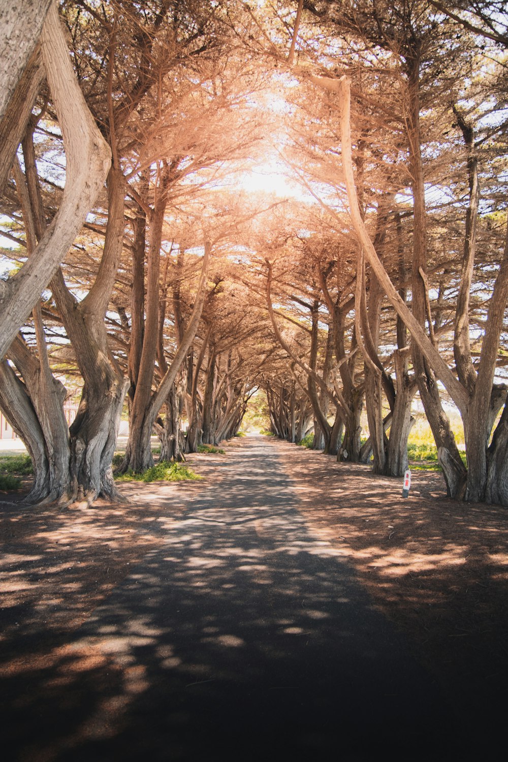 brown trees on brown soil during daytime