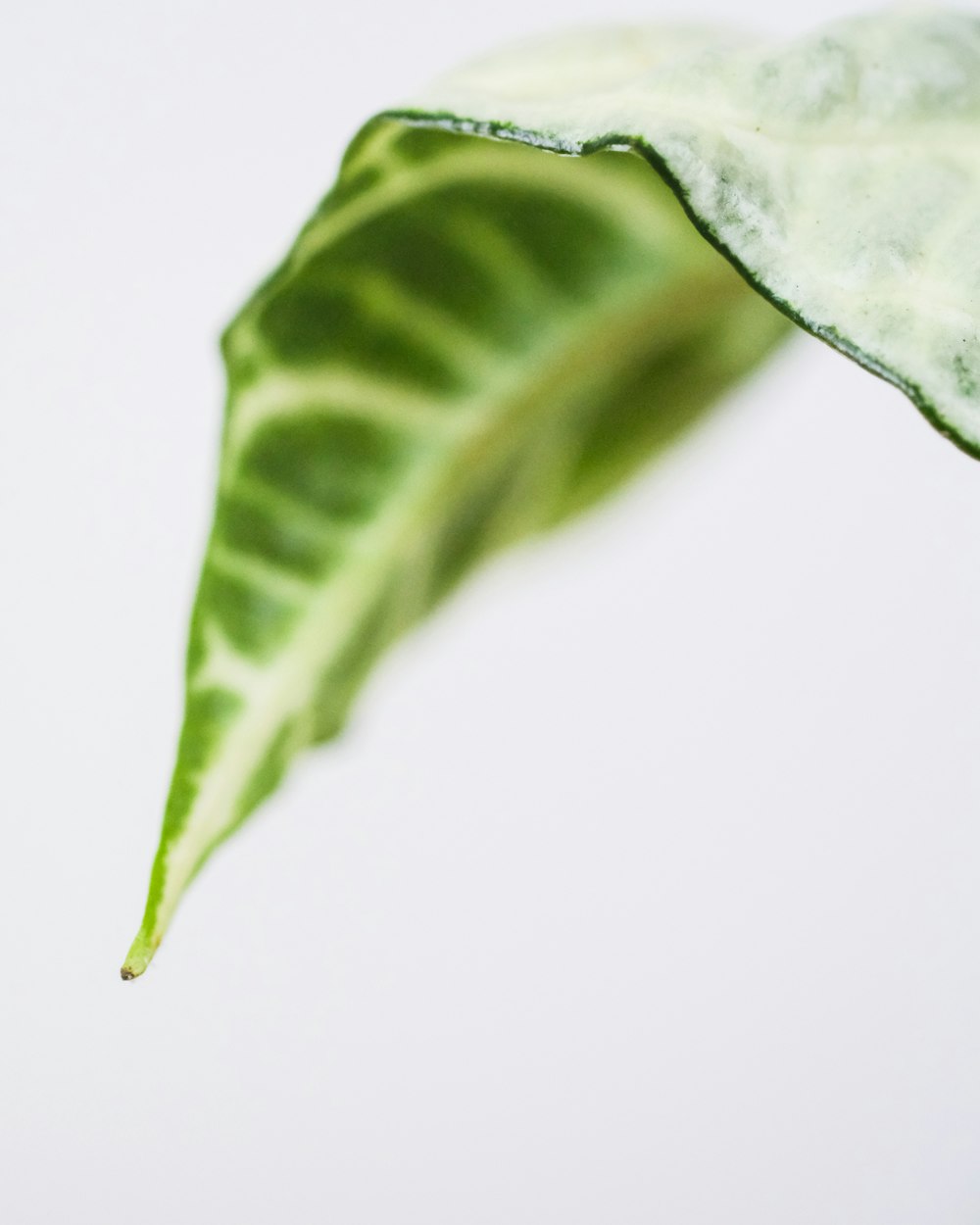 green leaf with white background