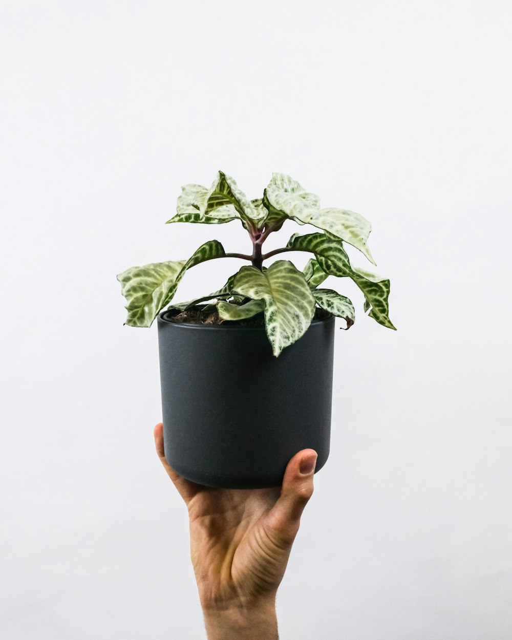 person holding green plant in black pot