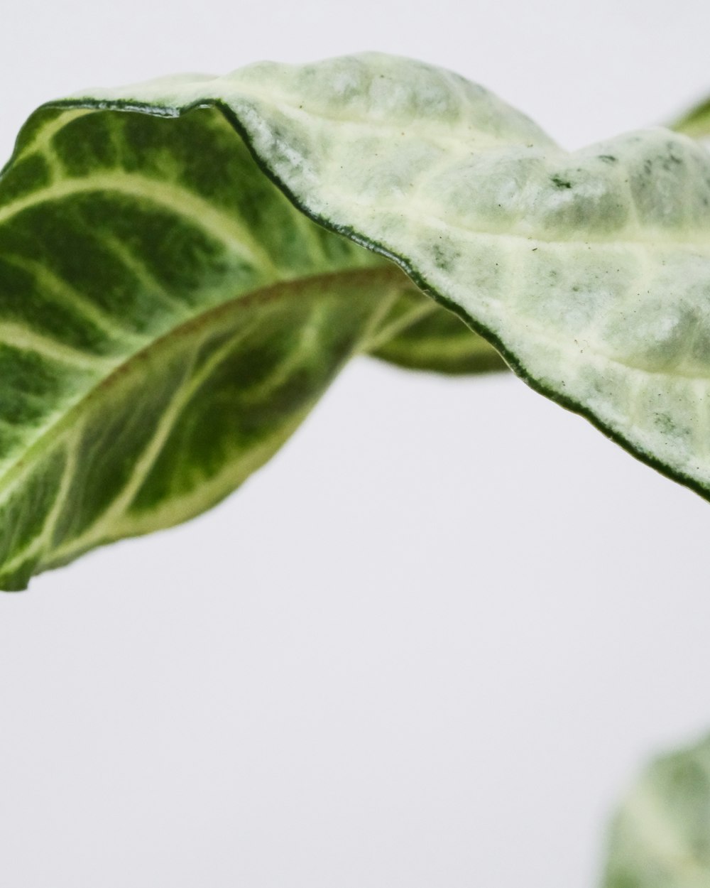 green leaf with white background