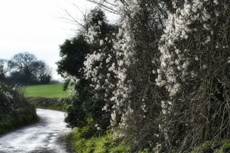 A serene path winding through wild rosehip bushes under a soft, cloudy sky in the Île-de-France countryside.