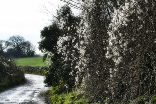 A serene path winding through wild rosehip bushes under a soft, cloudy sky in the Île-de-France countryside.