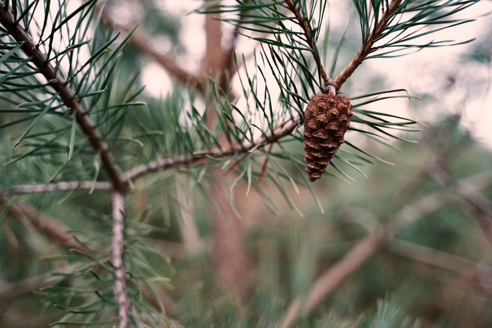 brown plant in tilt shift lens