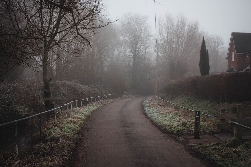 brown dirt road between bare trees