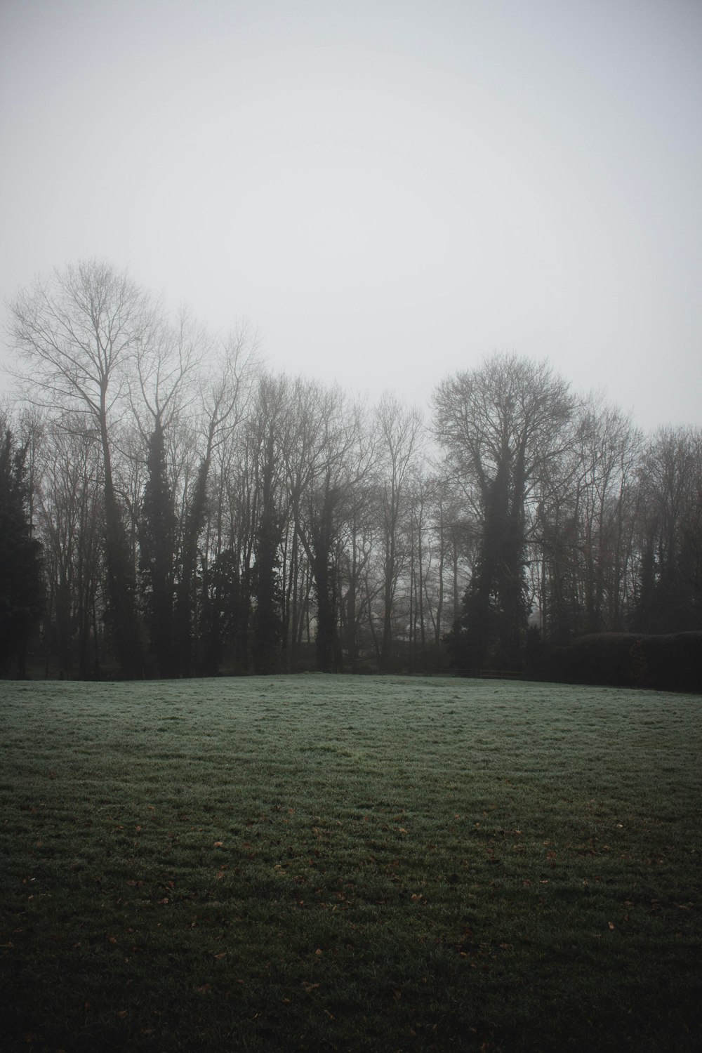 green grass field with bare trees under white sky during daytime