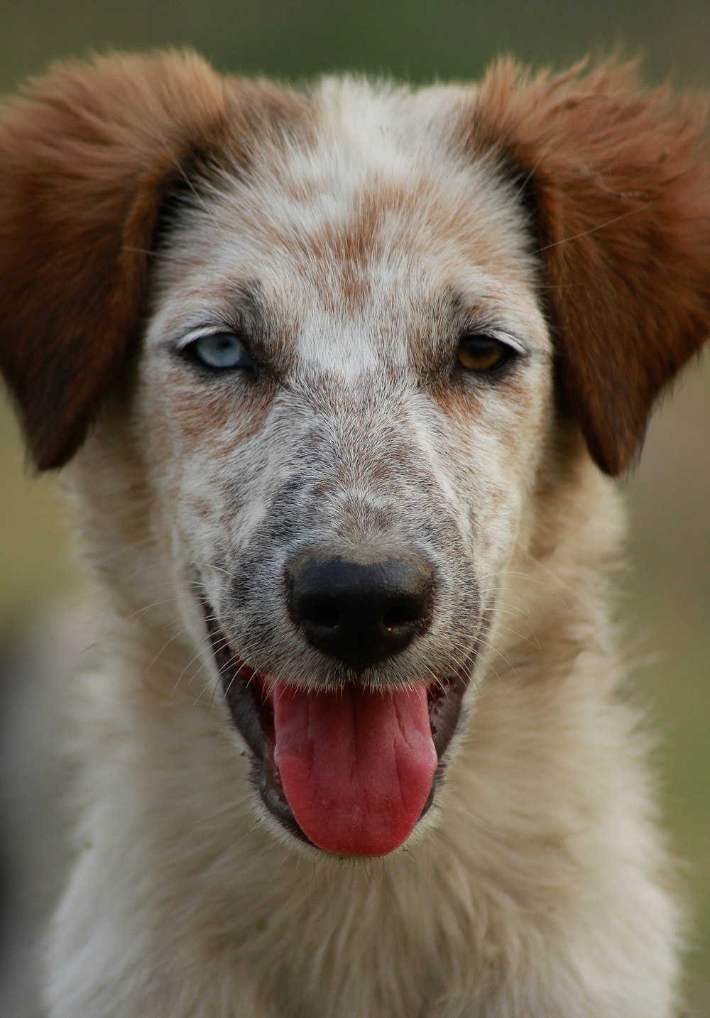 weißer und brauner kurzhaariger Hund