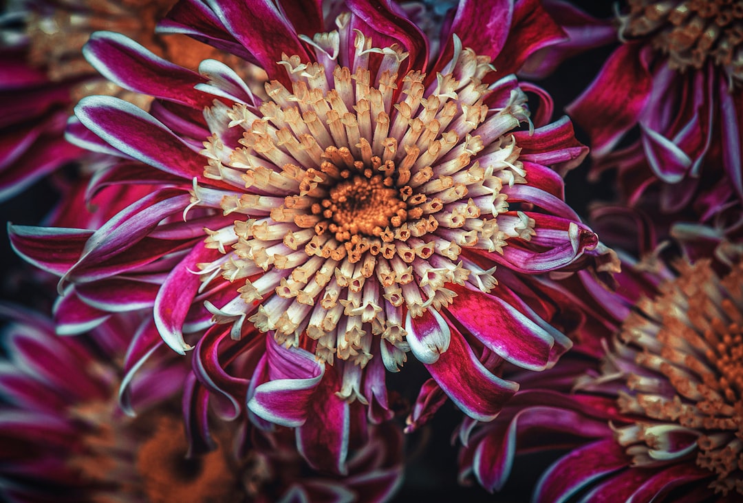 pink and yellow flower in macro shot