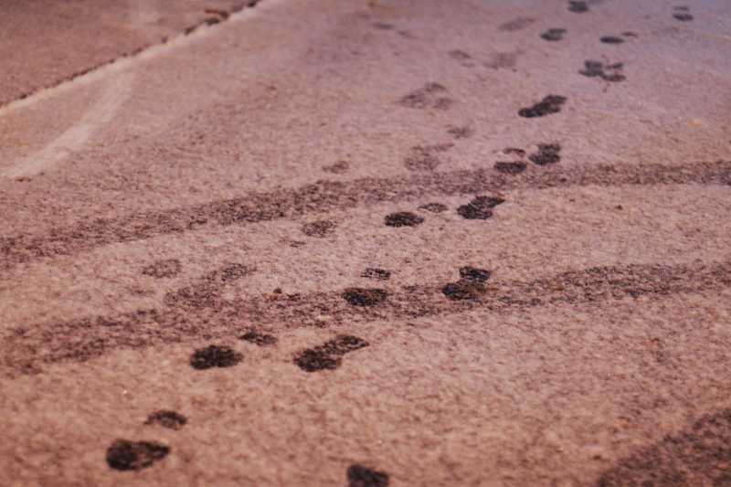 Pet-hair-covered carpet and muddy entryway
