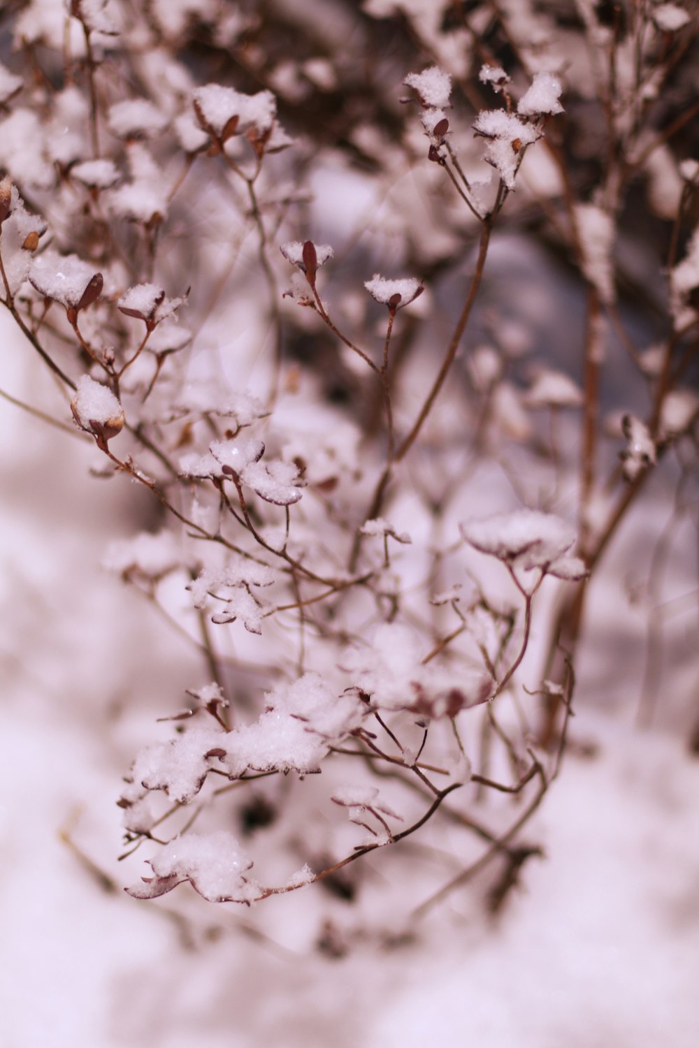 white and brown tree branch