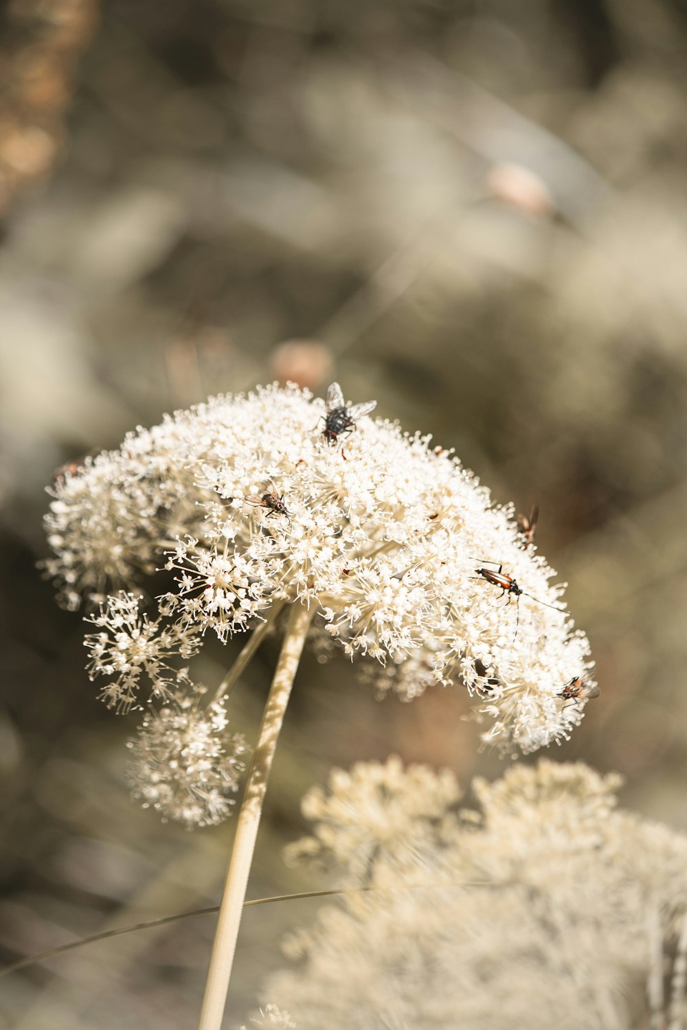 red ladybug perched on white flower in close up photography during daytime