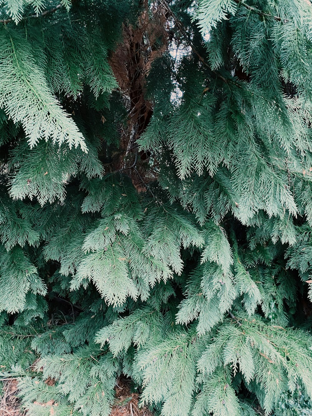 green and brown tree leaves