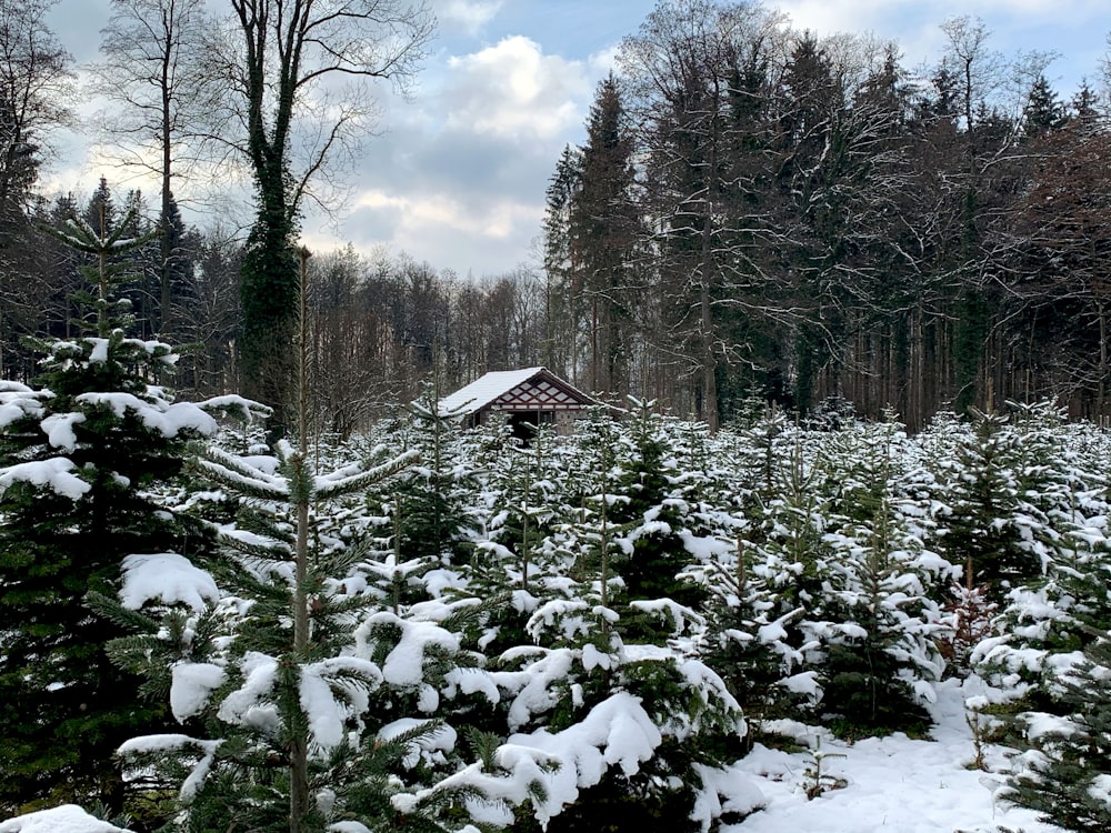 plantas verdes cobertas de neve durante o dia