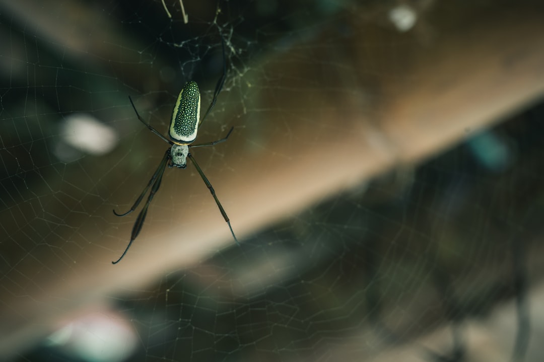 green and black spider on web in close up photography during daytime