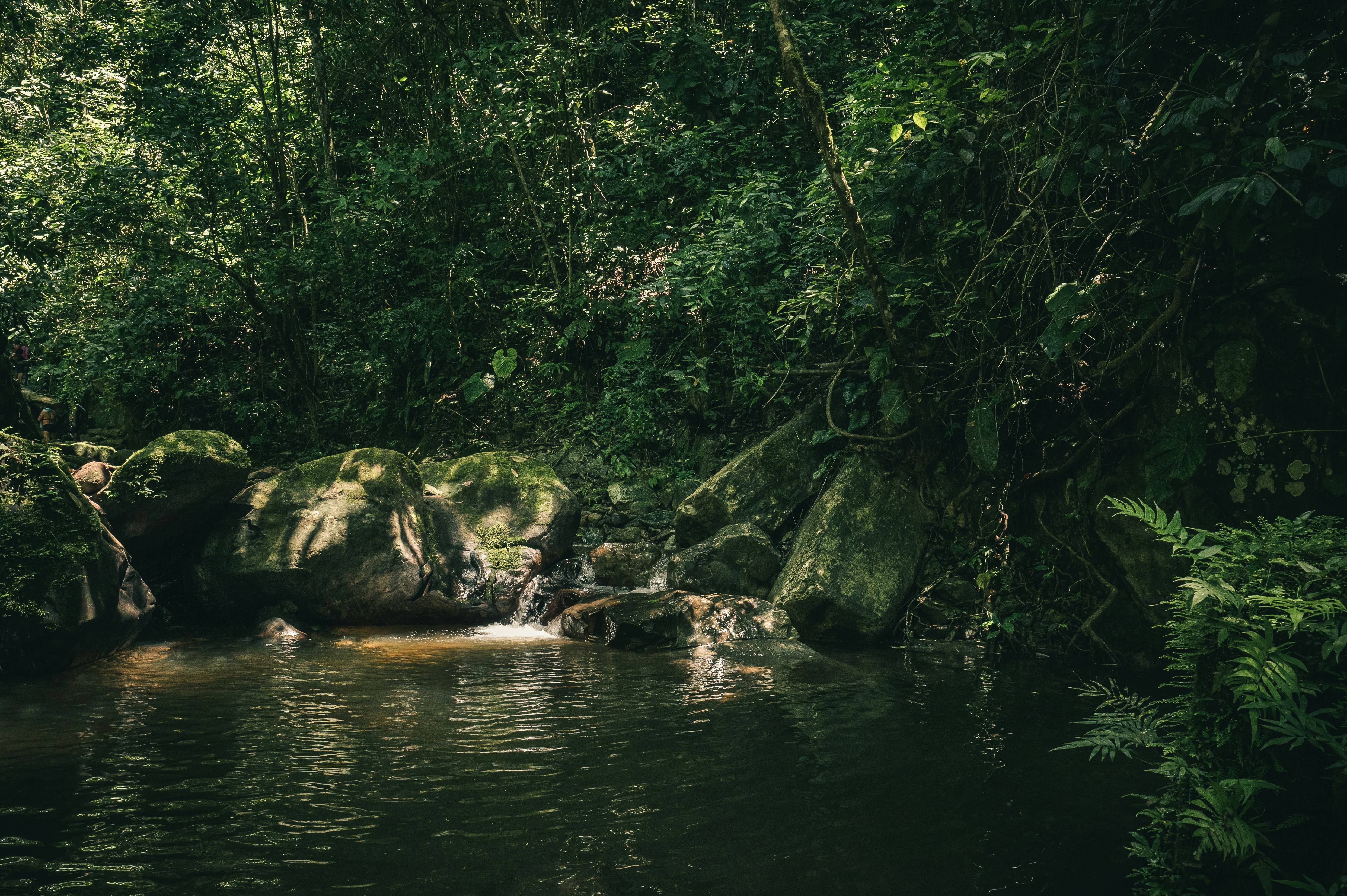 500 Stunning Amazon Forest Pictures Hd Download Free Images On Unsplash