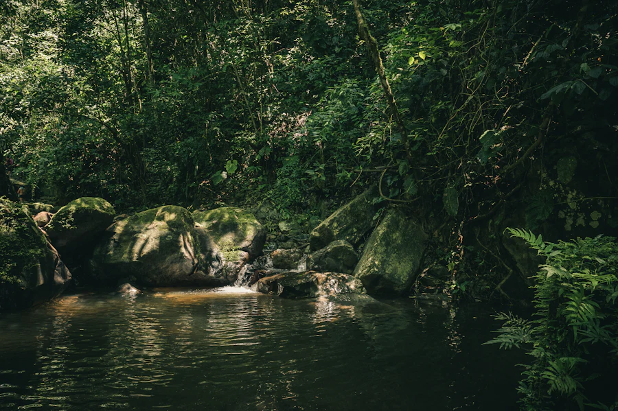 River running through the Amazon rainforest