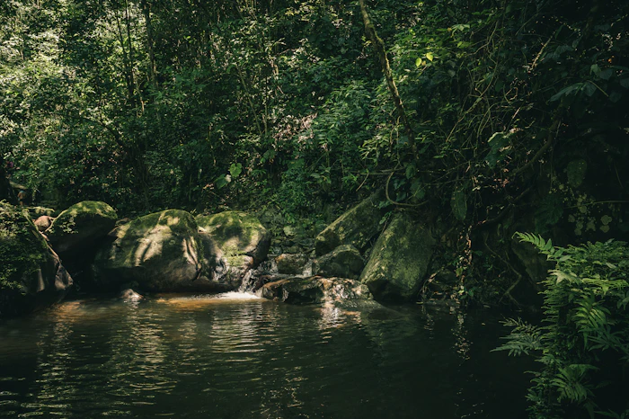 Calm jungle river pool shaded by trees