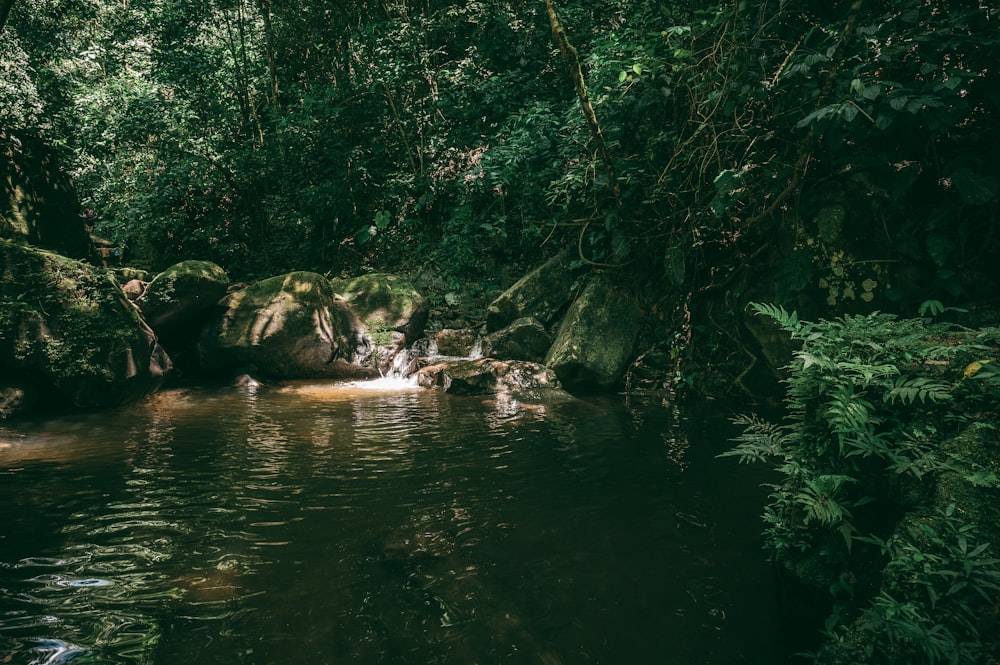 green trees beside river during daytime