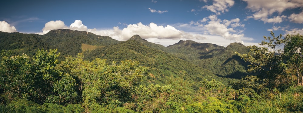 green trees on mountain under blue sky during daytime