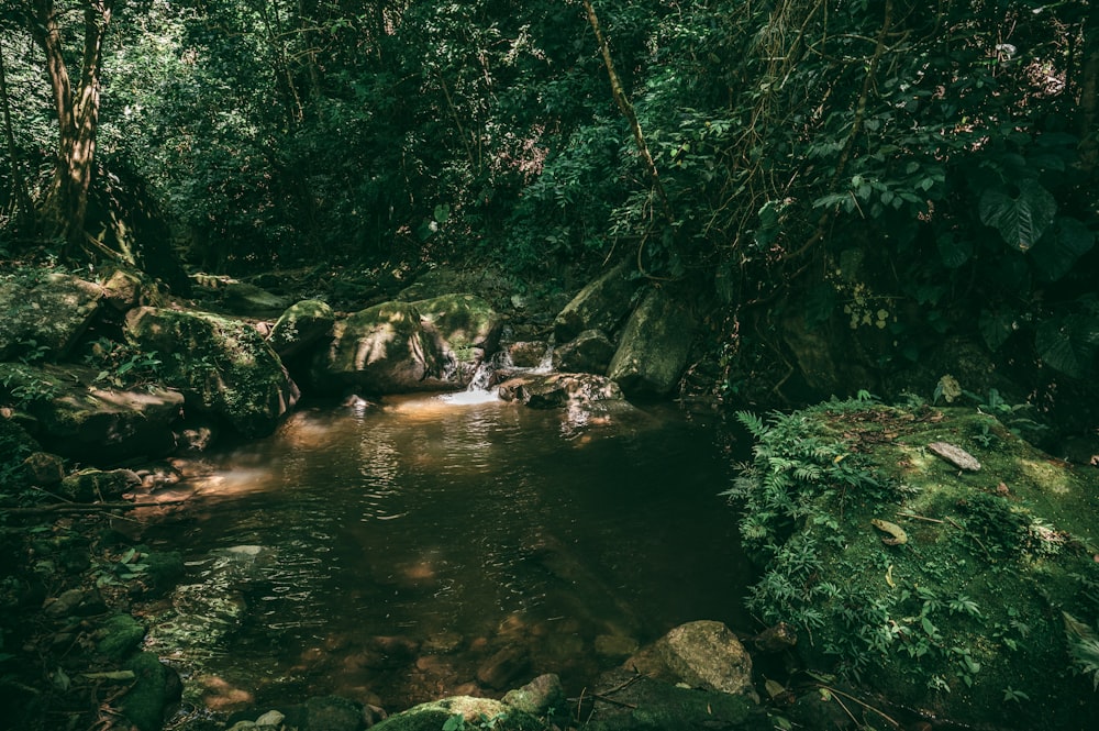 green trees beside river during daytime