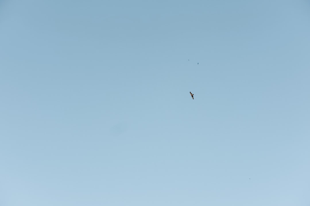 black bird flying under blue sky during daytime