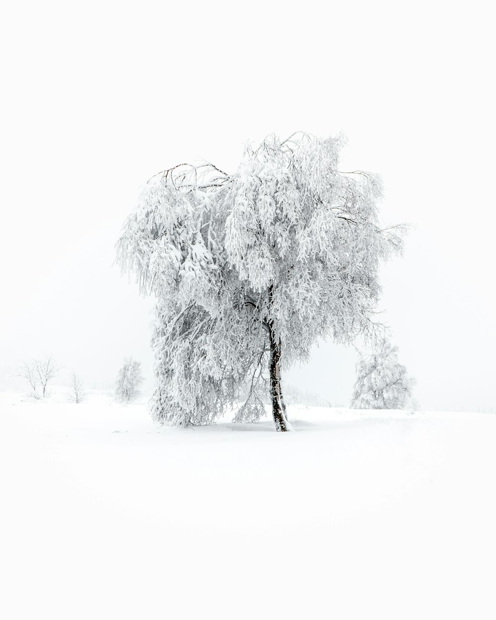 black tree on snow covered ground