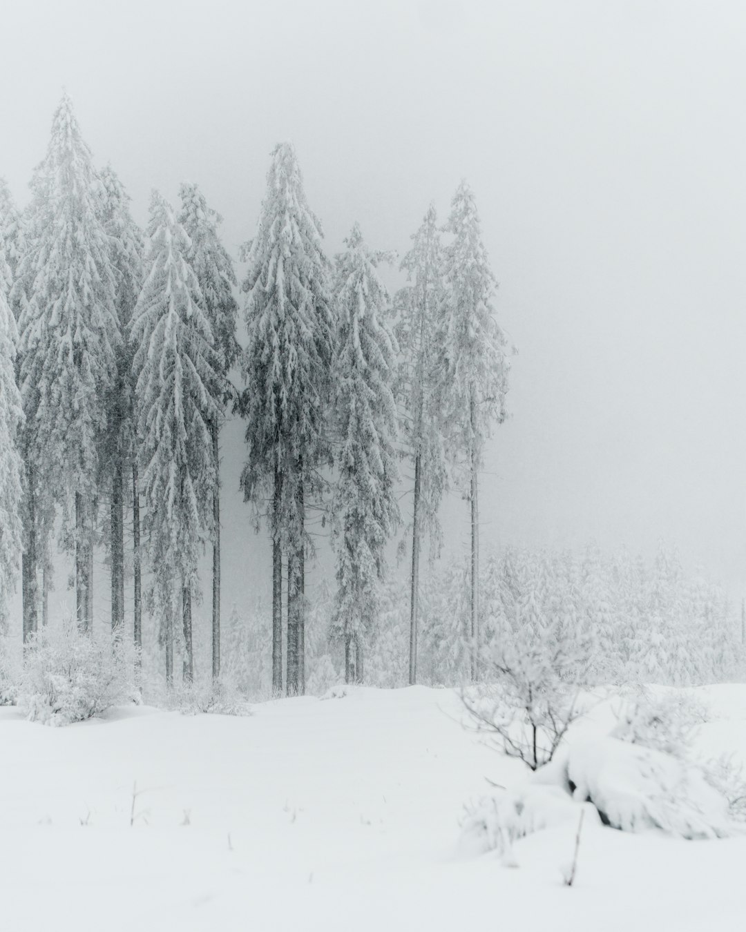 snow covered trees during daytime