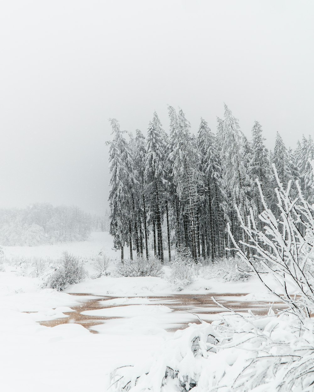 snow covered trees during daytime