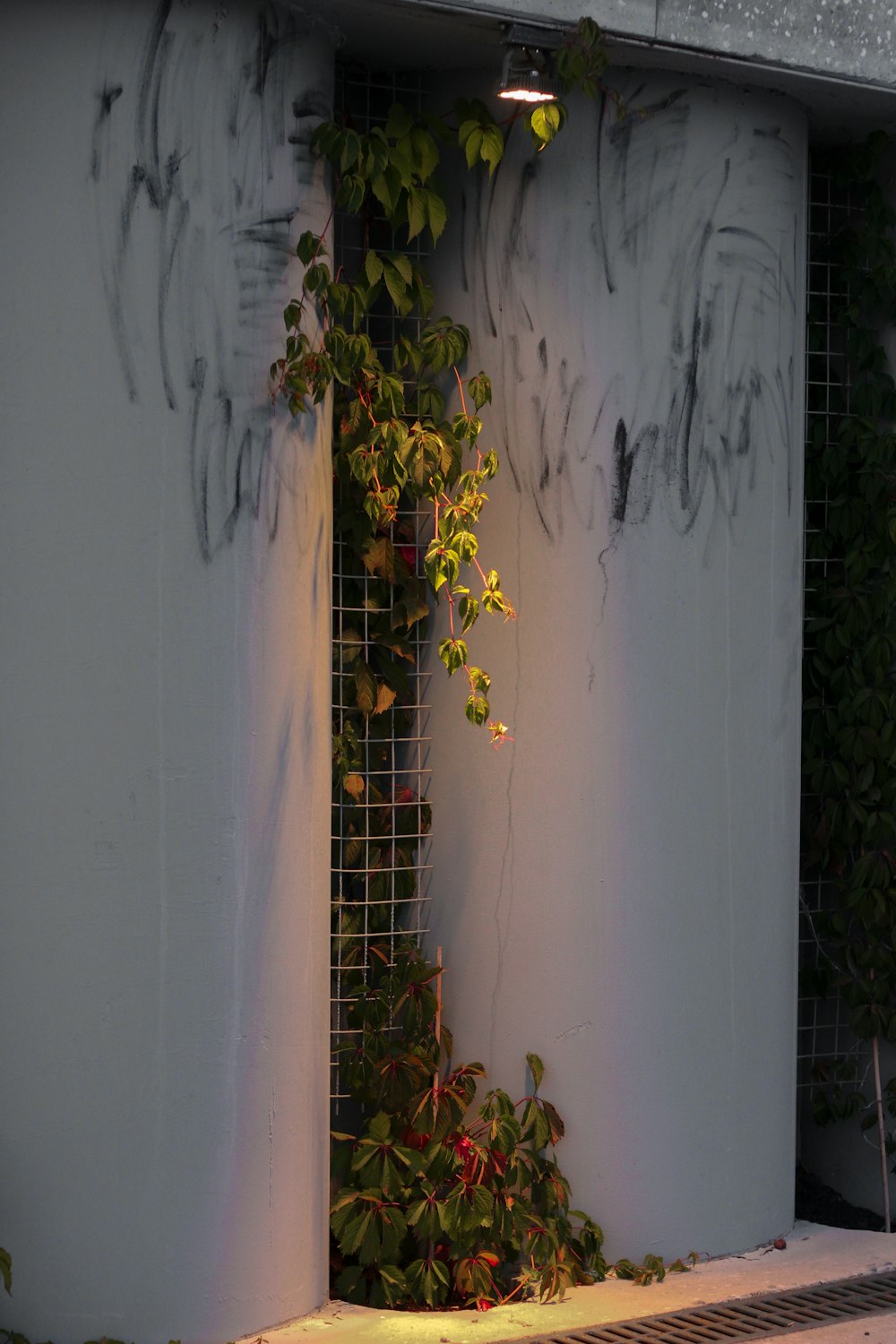 yellow flower on white wall