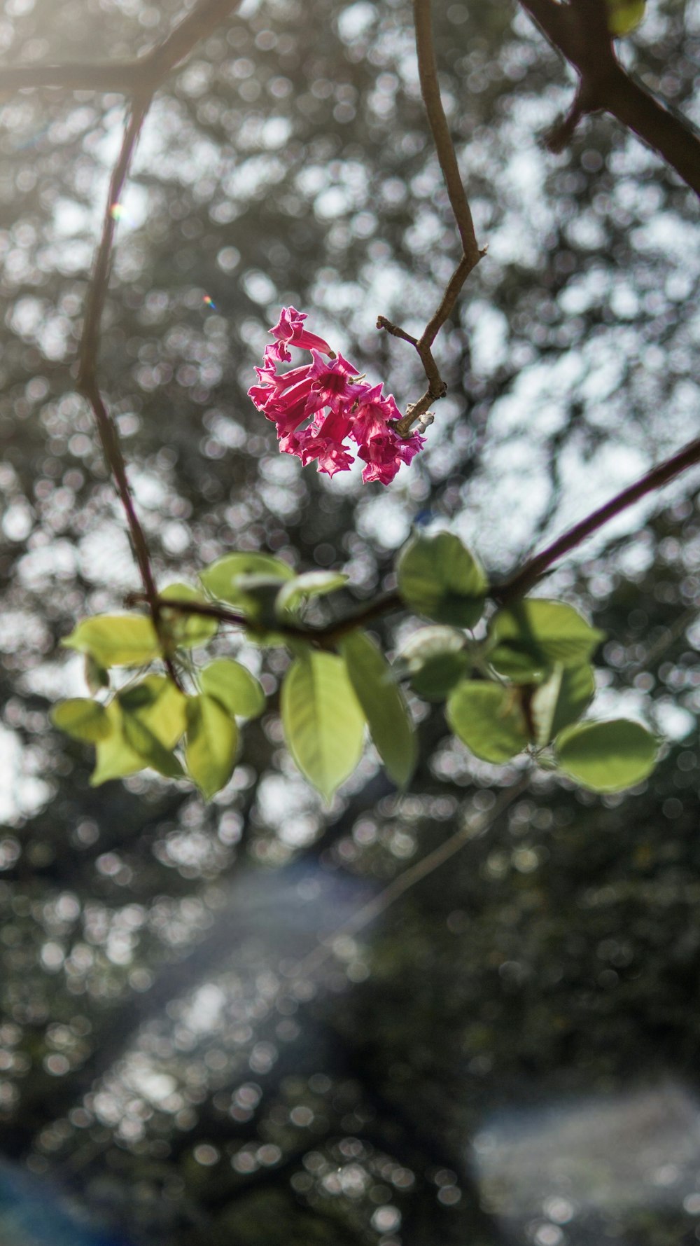 pink flower with green leaves