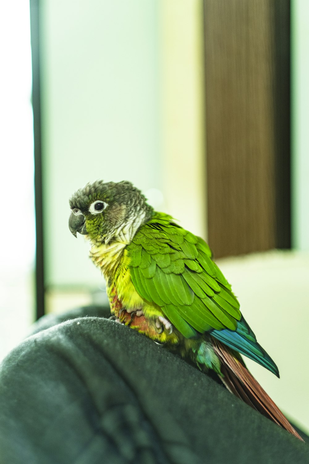 green and yellow bird on gray textile