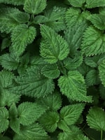 Chlorella