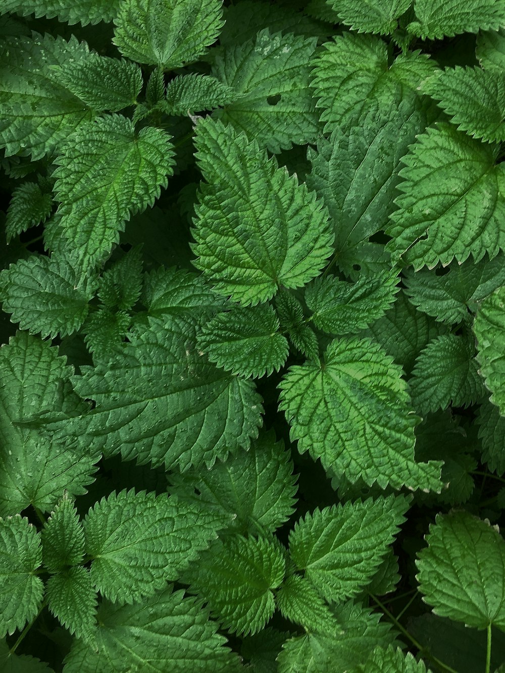 green leaves in close up photography