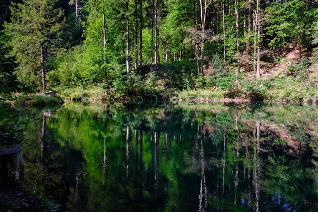 green trees beside body of water during daytime