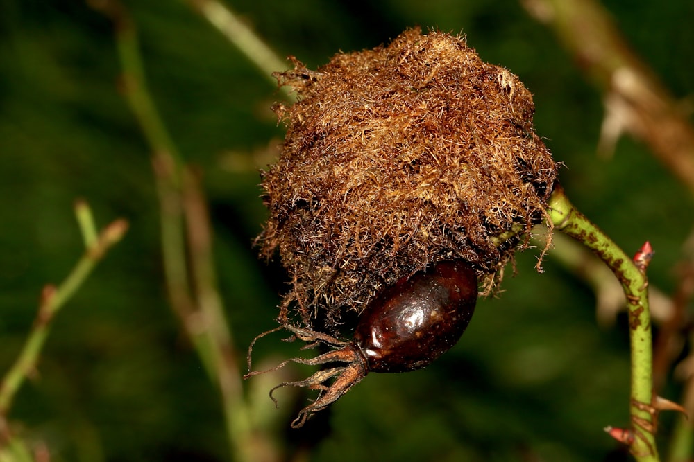 brown round fruit in close up photography