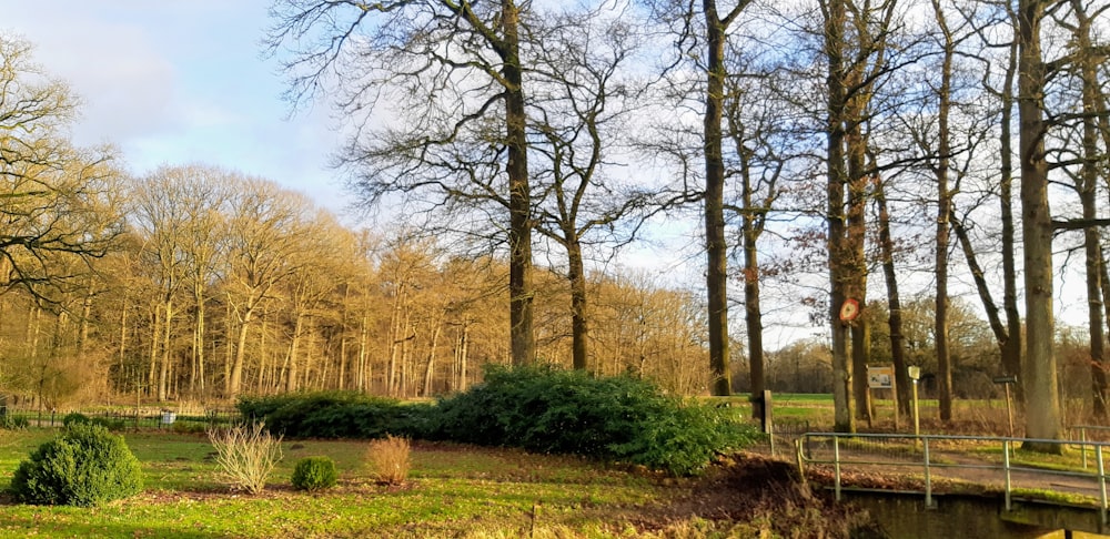 green grass field with trees